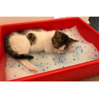 Cát Thủy Tinh KitCat 5L