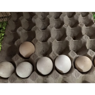 05 trứng gà đá ấp nở con (2)
