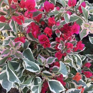 Cây giấy Cẩm thạch ( màu hồng)