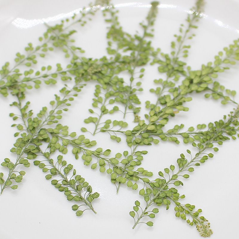Hoa khô Lepidium Pepper Grass ép khô dùng trong resin, trang trí handmade