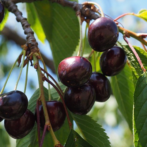 Hạt giống cây ăn trái cherry nhiệt đới 10 hạt - tặng kèm 3 viên nén kích thích ươm hạt giống