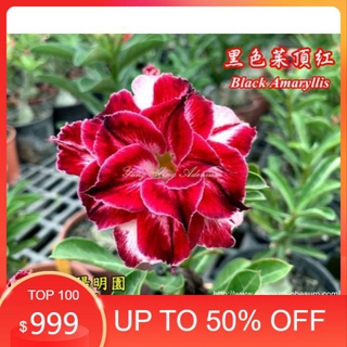 Bộ Đồ Chơi Xếp Hình Phong Cách Nhật Bản Độc Đáo