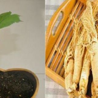 Hạt Giống Nhân Sâm Hàn Quốc