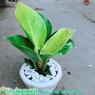 Chậu Cây Trầu Bà Đế Vương