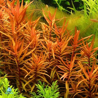 Cây thủy sinh Hồng Liễu