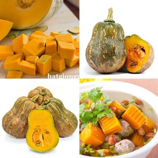 GÓI 10 HẠT GIỐNG BÍ ĐỎ HỒ LÔ