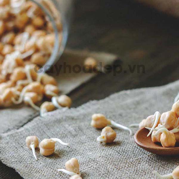 Auxin K-IAA 98%  tan trong nước