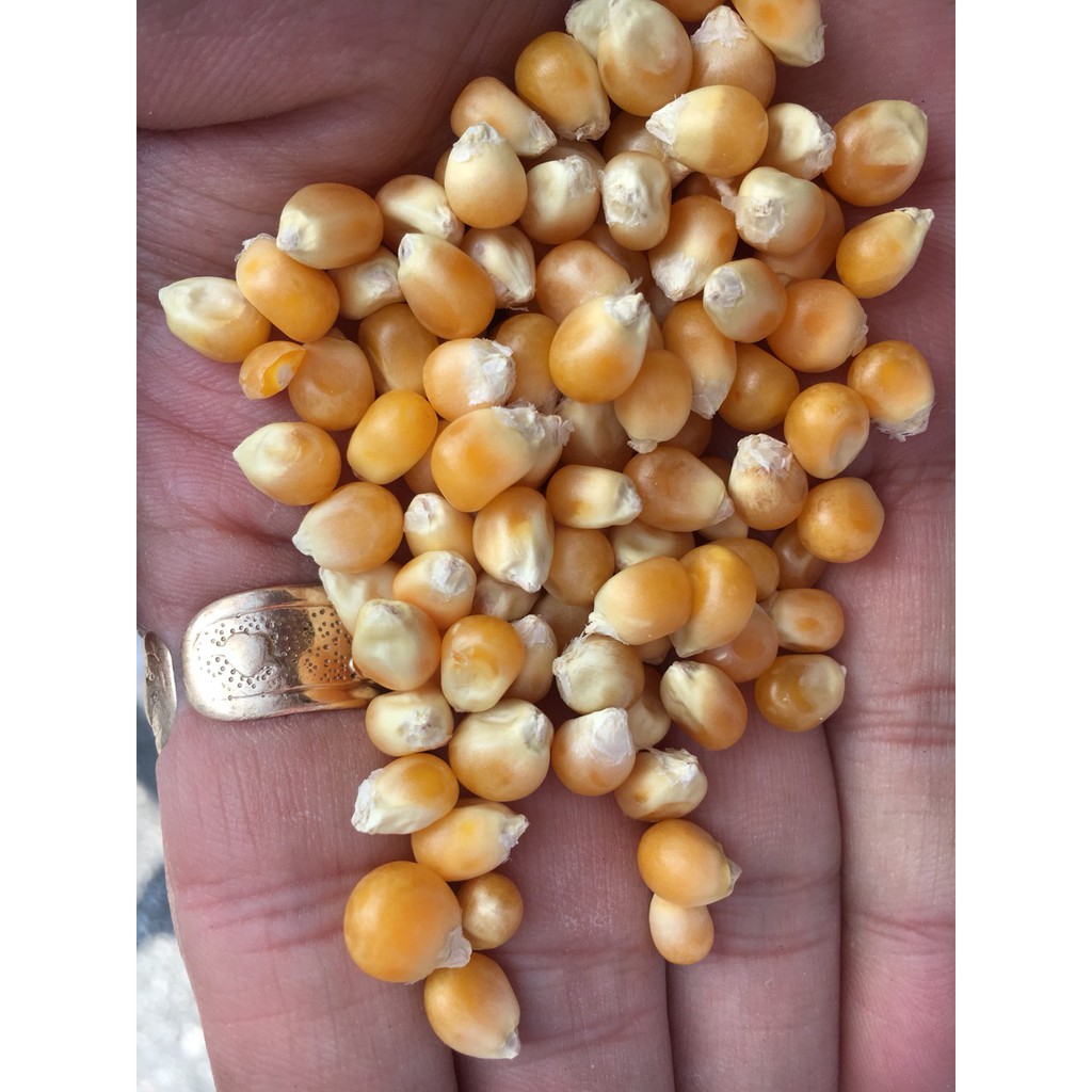 BẮP MỸ  NGÔ NỔ - BẮP RANG BƠ 1KG | BigBuy360 - bigbuy360.vn