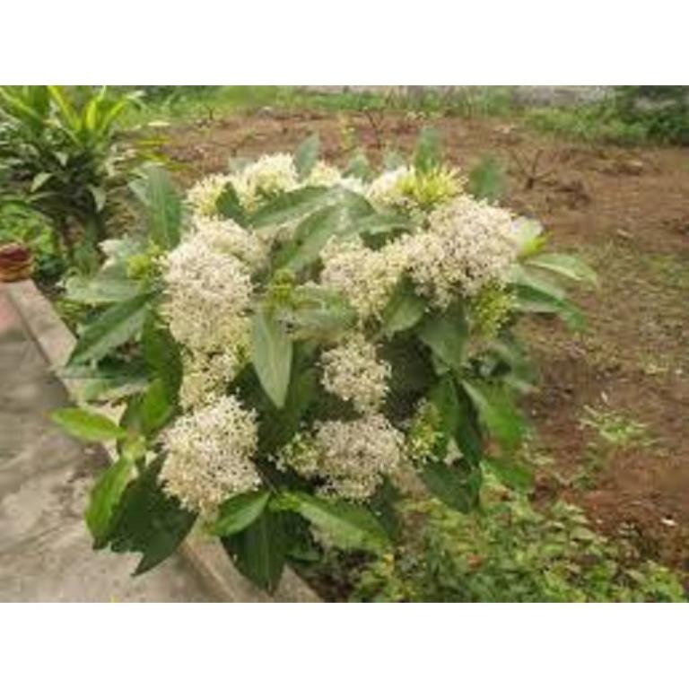 Sản phẩm hoa mẫu đơn trắng, đơn ta, hoa rất thơm, gửi đi nguyên bầu cây lớn đang nụ hoặc sắp nụ