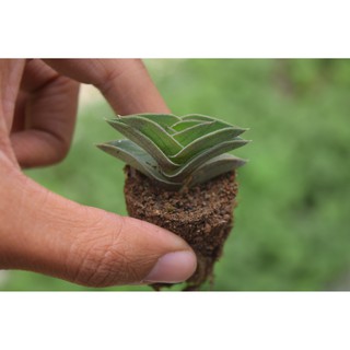 sen đá thài lài mini 2-4cm