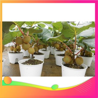 Hạt giống kiwi - 30 hạt vietgar