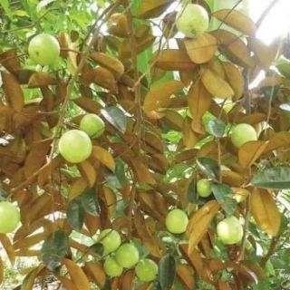 Cây giống vú sữa lò rèn
