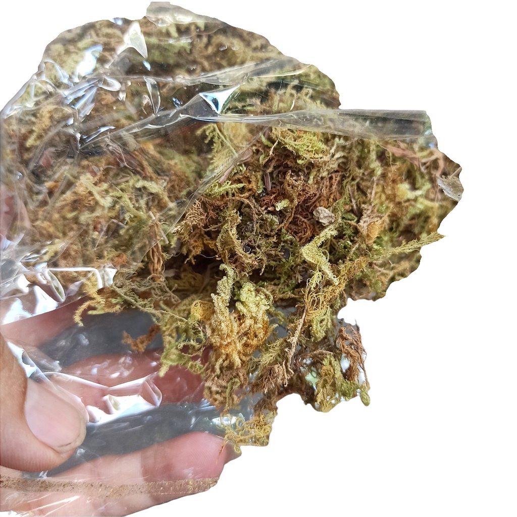 Rêu rừng NEWZITA đóng gói 100g trồng lan và cây kiểng