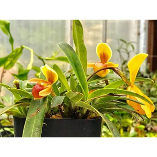 1 bó lan HÀI VÀNG KONTUM