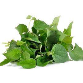 Diếp cá tươi hữu cơ