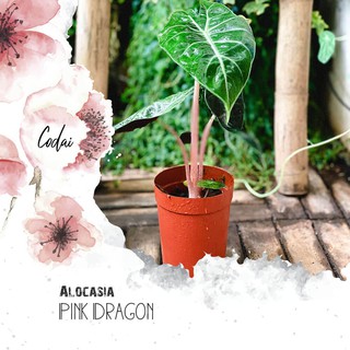Cây Alocasia Pink Dragon (Môn Rồng Gân Hồng) chậu nhựa
