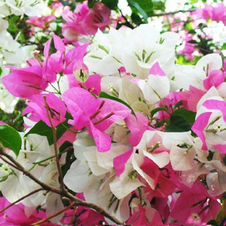 Cây giống hoa giấy màu trắng loại nhỏ