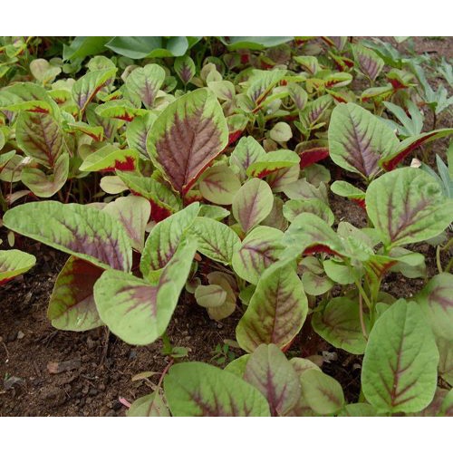 Hạt giống rau dền khoang nhập thái lan nguyên gói 10gr (~13.300 hạt) (Red Leaf Amaranth)