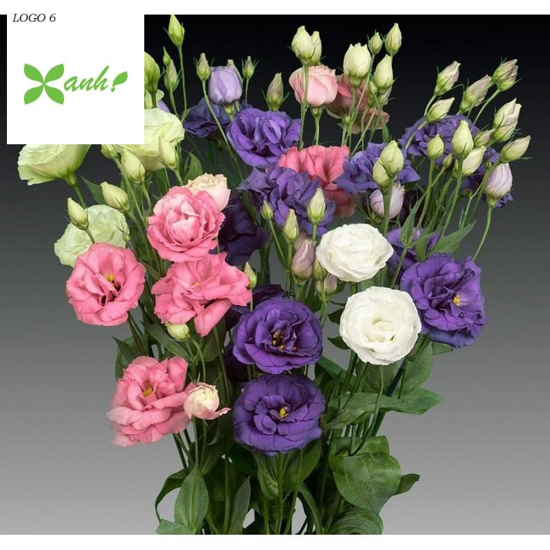 Hạt giống hoa Cát tường