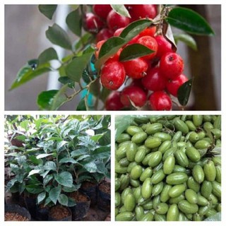 CÂY GIỐNG NHÓT NGỌT SIÊU QUẢ