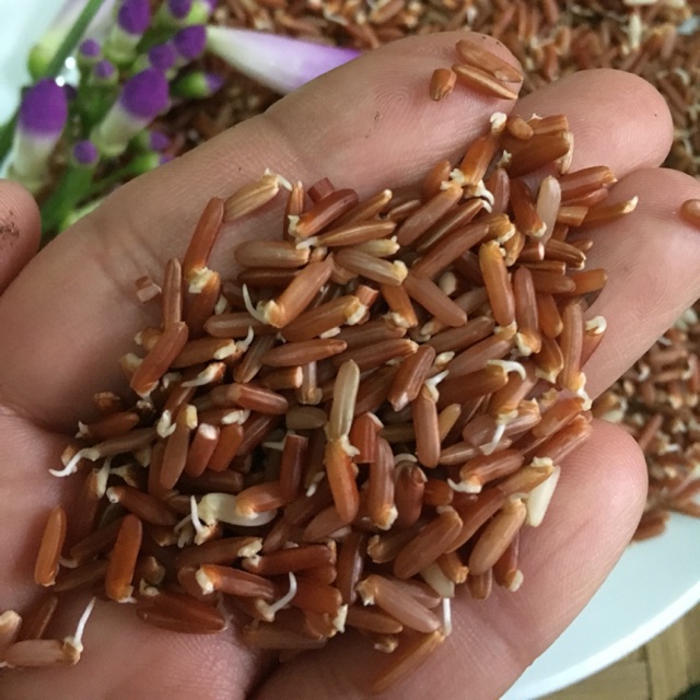 Gạo lứt hữu cơ nảy mầm 1kg | Shopee Việt Nam