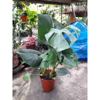 Trầu bà lá xẻ