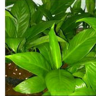 lan ý (rễ trần) 15k/2cây
