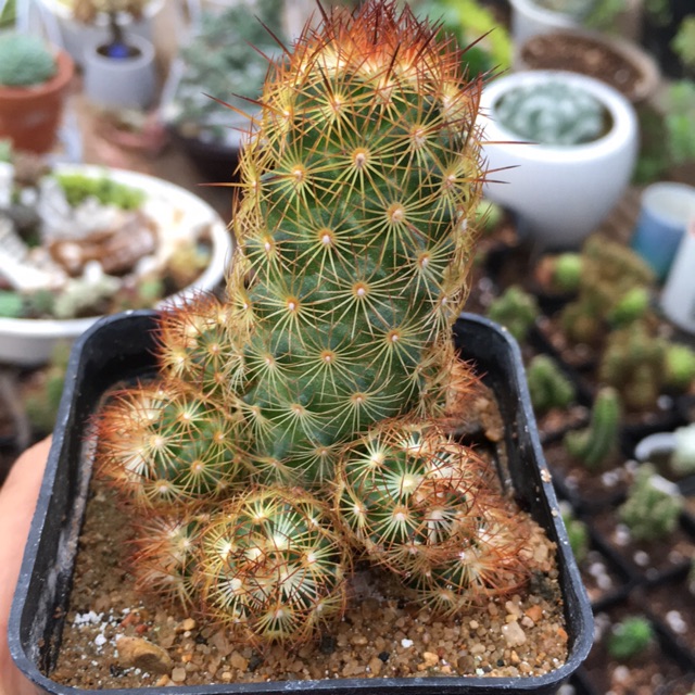 XR mắc áo-size nhỏ