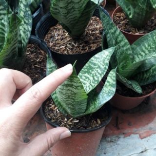 🌿Combo 04 cây Lưỡi Mèo🌿