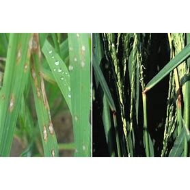 Dứt điểm đạo ôn lá-đạo ôn cổ bông-cháy bìa lá- Vua đạo ôn 100gr