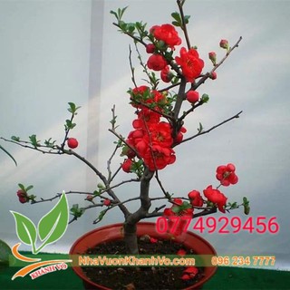 Mai đỏ  Nhật Bản  cao 60cm
