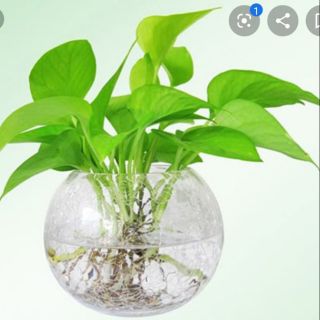 1 Cây trầu bà ( cây ngắn thích hợp trồng bình để bàn, 7 cây đủ bình như hình )