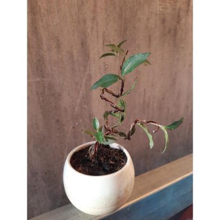 hồng ngọc mai siêu mini