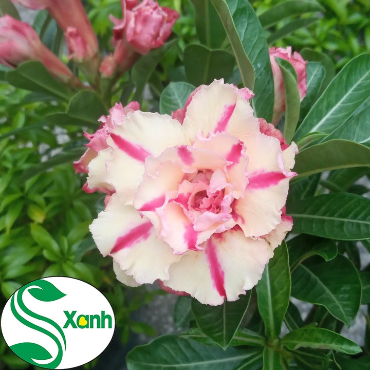Cây Sứ Thái Ghép Hoa Cánh Kép