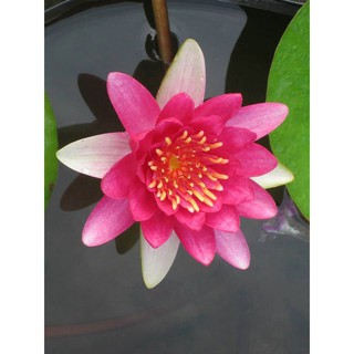 Cây hoa súng kép thái lan đỏ dưa hấu