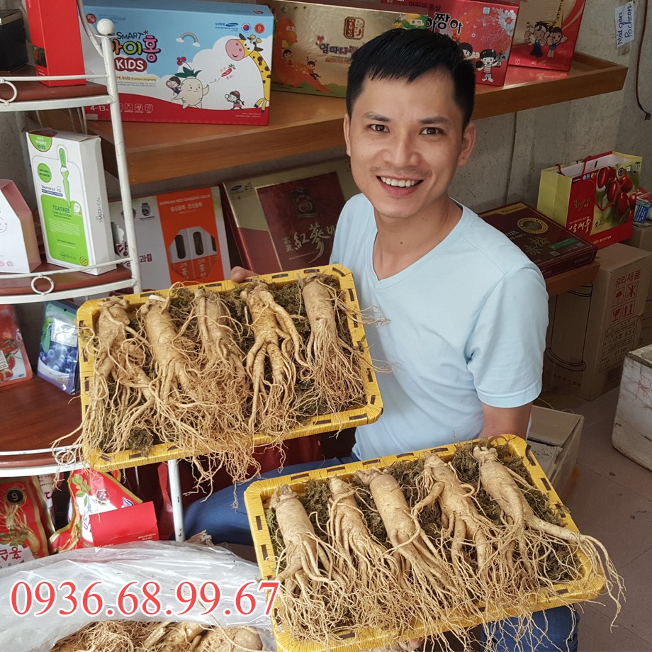 Sâm Tươi Hàn Quốc 5 Củ 1 Kg Thân Dài Loại 1