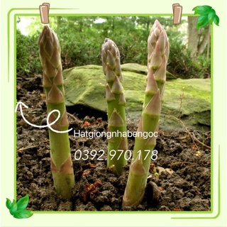 Hạt Giống Măng Tây Xanh