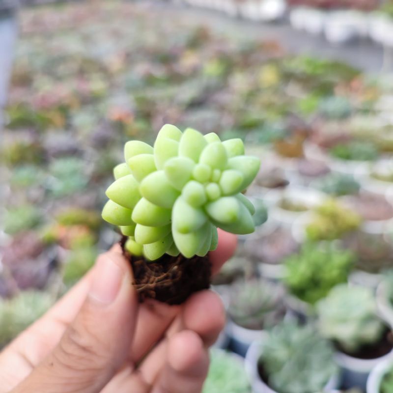 Sen Đá Chuỗi Ngọc Bi Size Mini 2.5-4cm, Sen Đá PANDAA GARDEN Xuất Xứ Đà Lạt, Cây Khoẻ Cực Dễ Chăm Trồng, Lỗi 1 Đổi 1