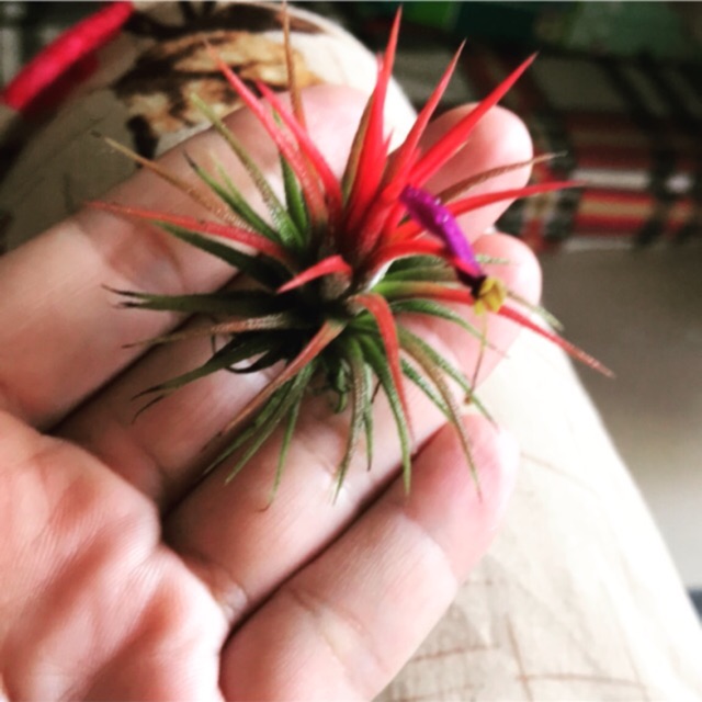 Cây không khí kim yến(cây lẻ)Tillandsia ionnantha