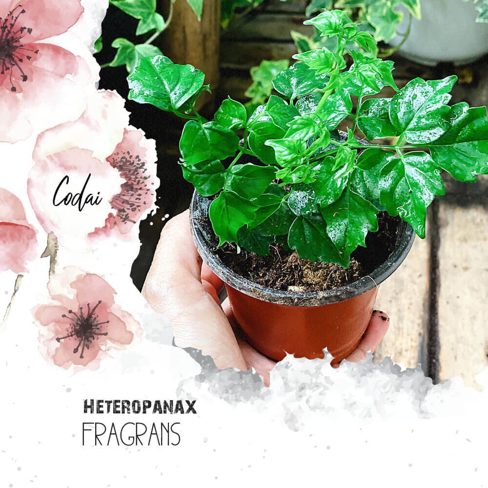 Cây Heteropanax fragrans (Cây Hạnh Phúc) cao 10cm chậu nhựa