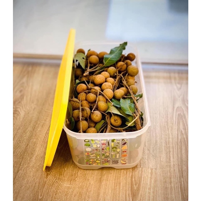 HỘP VENTSMART 6.1L TUPPERWARE