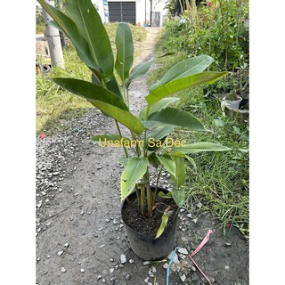 Cây Chuối Mỏ Phượng (cây bán hình 4, chưa hoa)