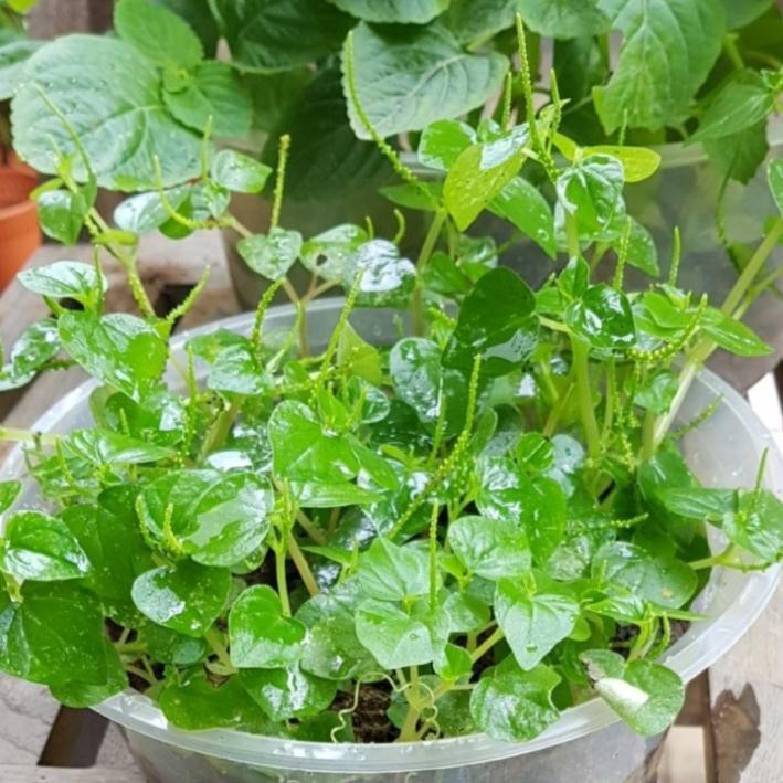 Hạt giống rau càng cua - gói 0.5 gram