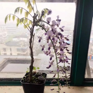 Tử đằng thân gỗ