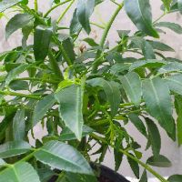 Cây cóc thái mới về, cây đẹp