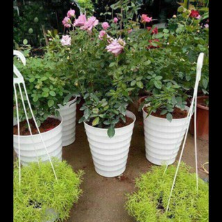 - Chậu nhựa gân trắng trồng hồng cực đẹp hàng đẹp, chuyên cho cây hoa cảnh.