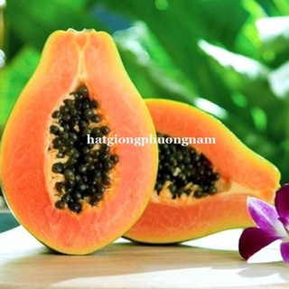 10h - hạt giống đu đủ ruột đỏ