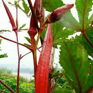 Hạt giống đậu bắp đỏ (5G)