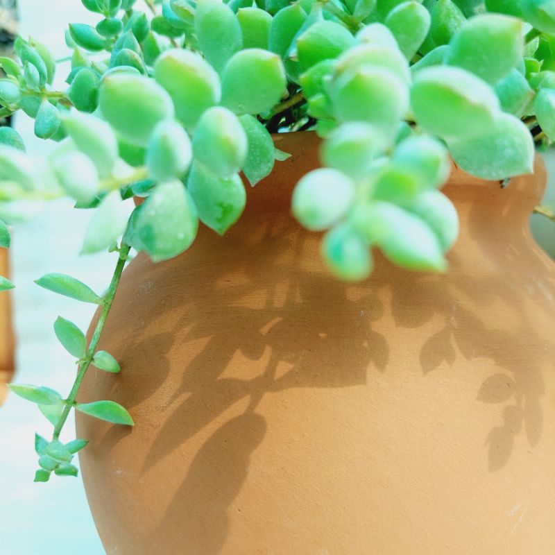 Chậu đất nung, Chậu sen đá - Chum cao, miệng chậu 14cm, chiều cao 20cm