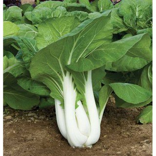 hạt giống cải pak choi
